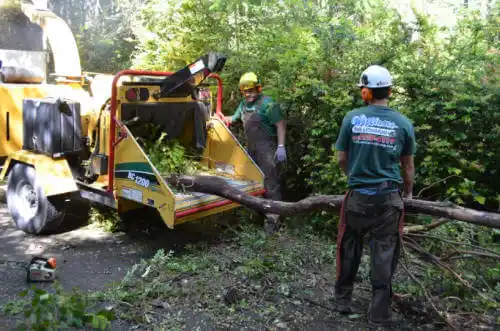 tree services Joiner